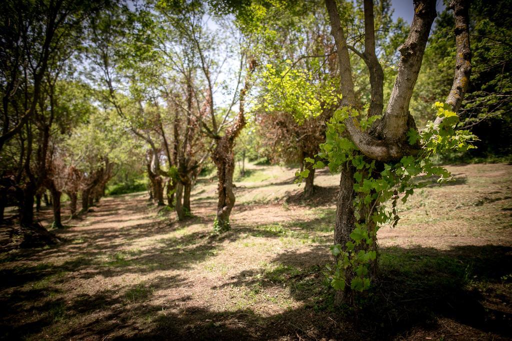 Borgo Al Teto La Vite Castiglion Fiorentino Exterior foto